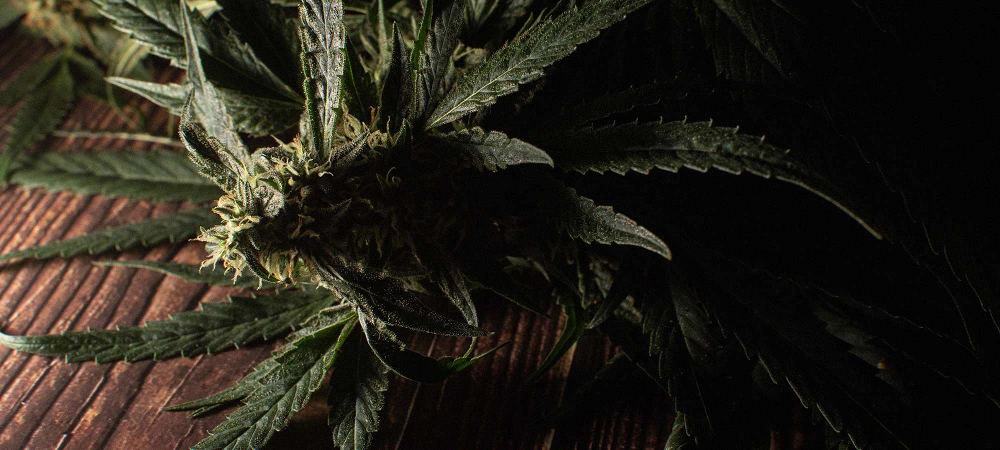 Highland Botanicals