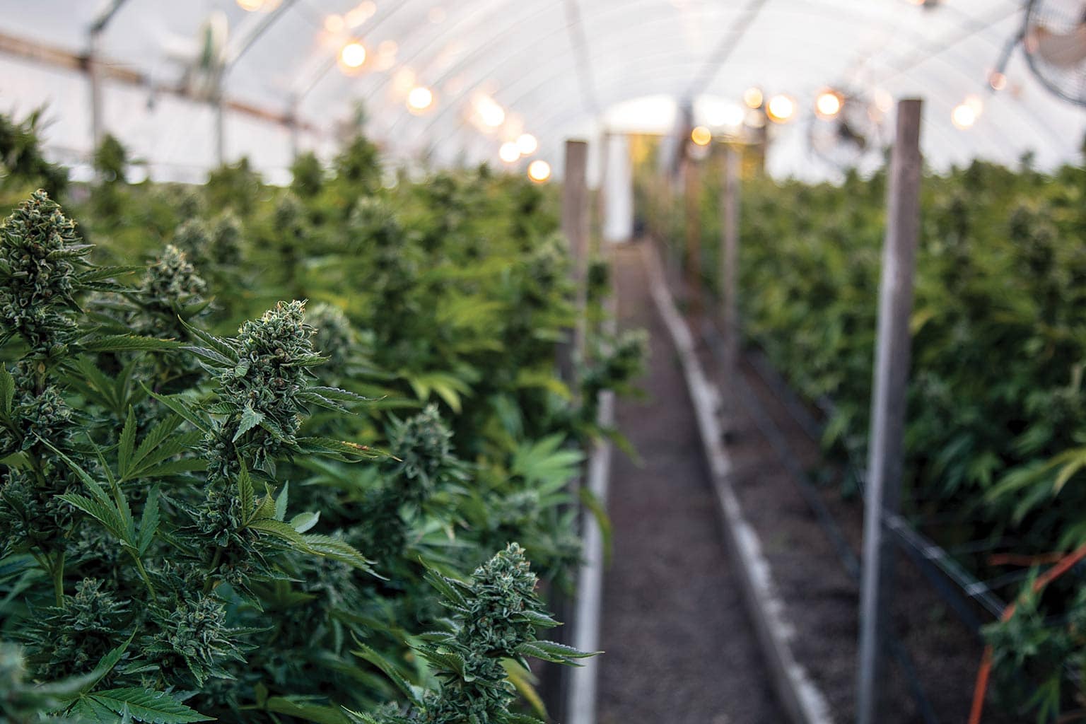 Ithaca Organics Brand Spotlight: NY’s Best Sun-Grown Cannabis in Piermont