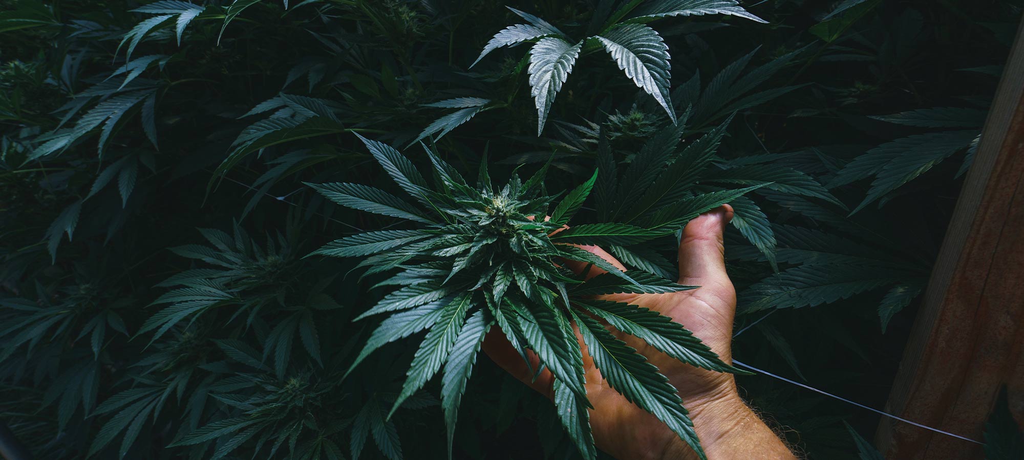 How to Choose Cannabis Brands in New York